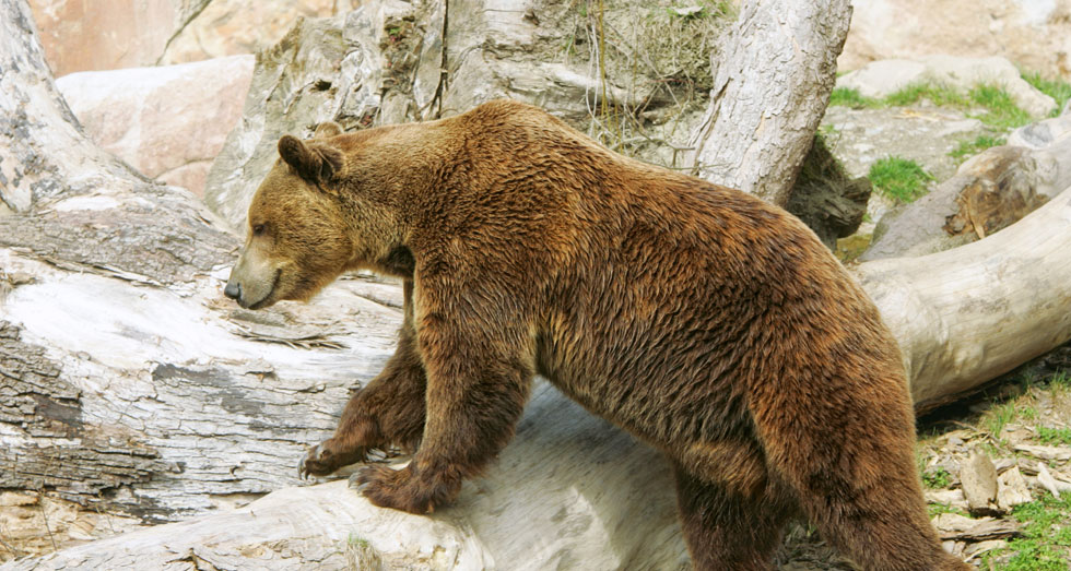 Ursus Speleus of the Conturines, Archaeological Findings and ...